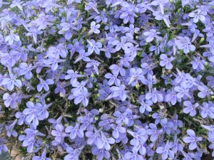 lobelia2