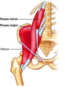 psoas_major_and_min