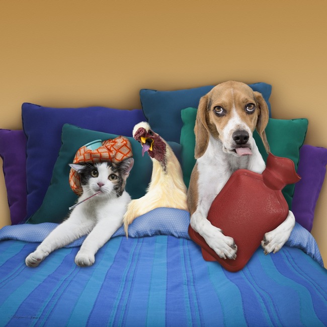 Natural Remedies for Eye Infections/Problems for Dogs and&nbsp;Cats/Kittens