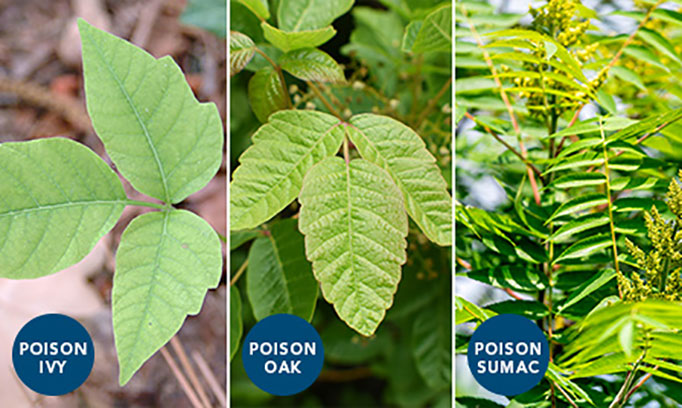 How to wash away poison ivy, oak and&nbsp;sumac!